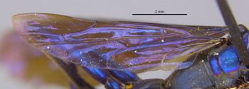 Media type: image;   Entomology 25739 Aspect: Wing hind